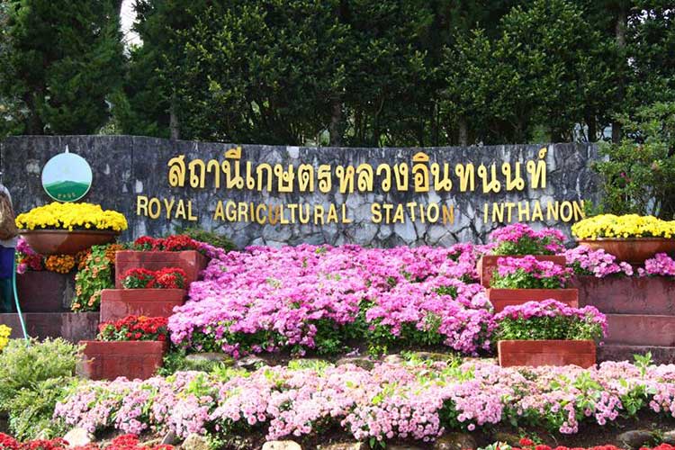 Lifestyle, โครงการหลวง,​ เที่ยวหน้าหนาว, เที่ยวดอย, ดอยตุง, ดอยอ่างขาง, ขุนวาง, ดอยอินทนนท์, ผาตั้ง, ปางอุ๋ง, ตีนตก, เชียงใหม่, เชียงราย, แม่ฮ่องสอน, เที่ยวภาคเหนือ, เที่ยวไทย, ท่องเที่ยวฤดูหนาว, ท่องเที่ยวเมืองไทย, ดอยโครงการหลวง, ผักผลไม้โรงการหลวง, กาแฟ, ชา, ไร่, นาขั้นบันได, ไร่ชา, ไร่กาแฟ, สตรอเบอร์รี่, แม่ฟ้าหลวง