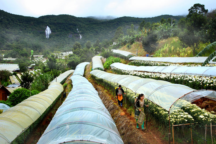 Lifestyle, โครงการหลวง,​ เที่ยวหน้าหนาว, เที่ยวดอย, ดอยตุง, ดอยอ่างขาง, ขุนวาง, ดอยอินทนนท์, ผาตั้ง, ปางอุ๋ง, ตีนตก, เชียงใหม่, เชียงราย, แม่ฮ่องสอน, เที่ยวภาคเหนือ, เที่ยวไทย, ท่องเที่ยวฤดูหนาว, ท่องเที่ยวเมืองไทย, ดอยโครงการหลวง, ผักผลไม้โรงการหลวง, กาแฟ, ชา, ไร่, นาขั้นบันได, ไร่ชา, ไร่กาแฟ, สตรอเบอร์รี่, แม่ฟ้าหลวง