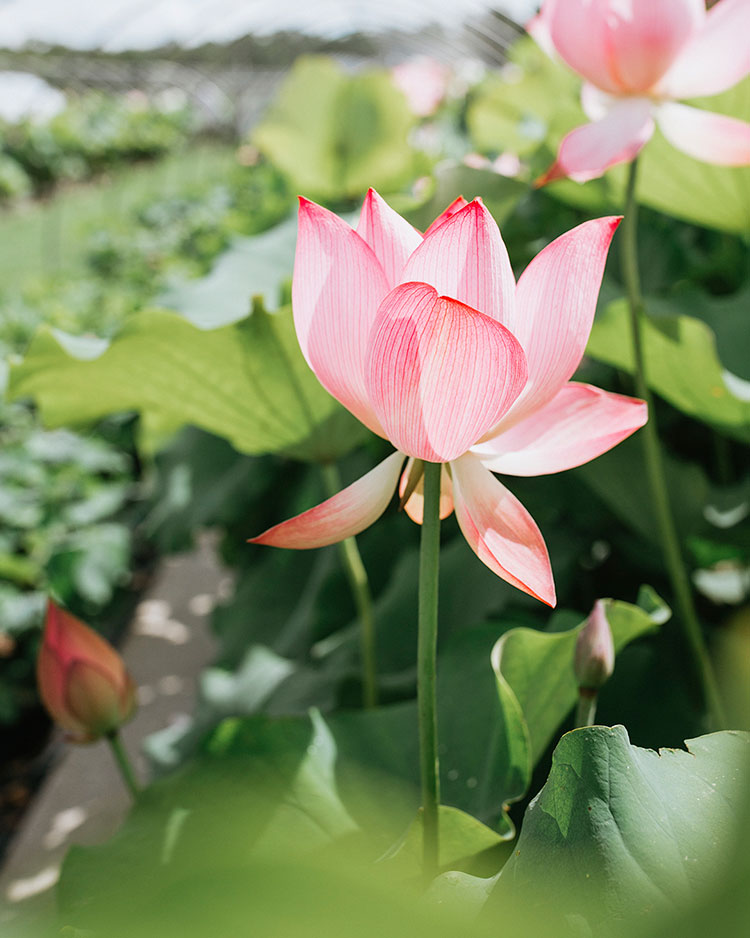 Beauty News, Fresh, Lotus, Lotus Youth Preserve Eye Cream, Lotus Youth Preserve Moisturizer, Fresh ออกใหม่, Fresh ครีม, Fresh อายครีม, Fresh มอยซืเจอไรเซอร์, ราคา, เท่าไร, Fresh บำรุงผิว