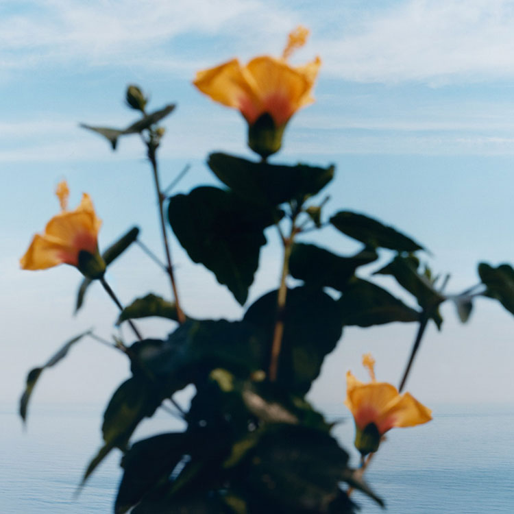 Beauty News, Jo Malone London, Blossom Collection, Limited Edition, Yellow Hibiscus, Red Hibiscus, คอลเลคชั่นใหม่, ออกใหม่, กลิ่นใหม่, โจ มาโลน ลอนดอน, ราคา, เท่าไร, Nashi Blossom, Frangipani, Nectarine Blossom & Honey Body Mist, Silk Blossom Diffuser