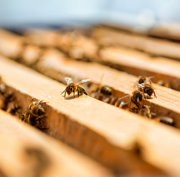 Beauty News, Guerlain, World Bee Day 2022, Tomáš Libertíny, Guerlain for Bees Conservation Programme, 20 - 22 พฤษภาคม 2565, Limited Edition Huile-en-Eau Abelle Royale