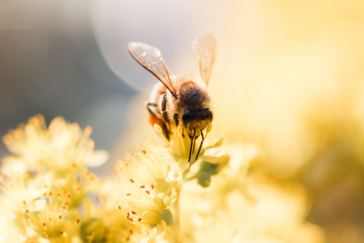 Beauty News, Guerlain, World Bee Day 2022, Tomáš Libertíny, Guerlain for Bees Conservation Programme, 20 - 22 พฤษภาคม 2565, Limited Edition Huile-en-Eau Abelle Royale