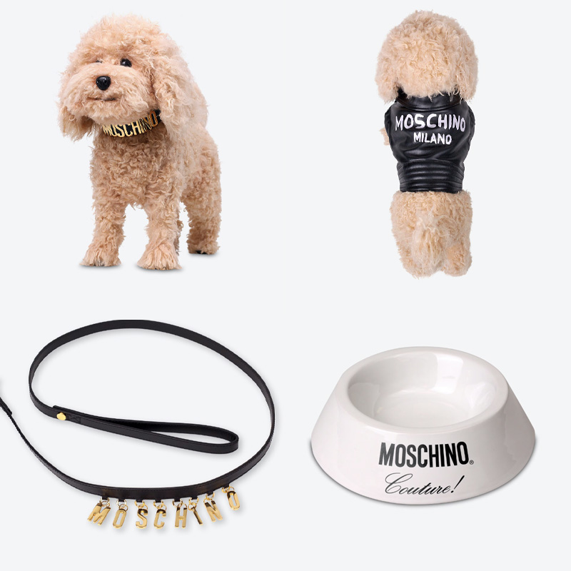 Fashion, สัตว์เลี้ยง, Pet Accessories, ไแเทมสำหรับสัตว์เลี้ยง, ปลอกคอ, สายจูง, กระเป๋า, ชามข้าว, เครื่องหนัง, เสื้อผ้าน้องหมา, เสื้อผ้าน้องแมว, สุนัข, หมา, แมว, แบรนด์เนม, Gucci, Versace, Prada, Louis Vuitton, Fendi, Valentino, Celine, Moschino, Off-White, Hermes