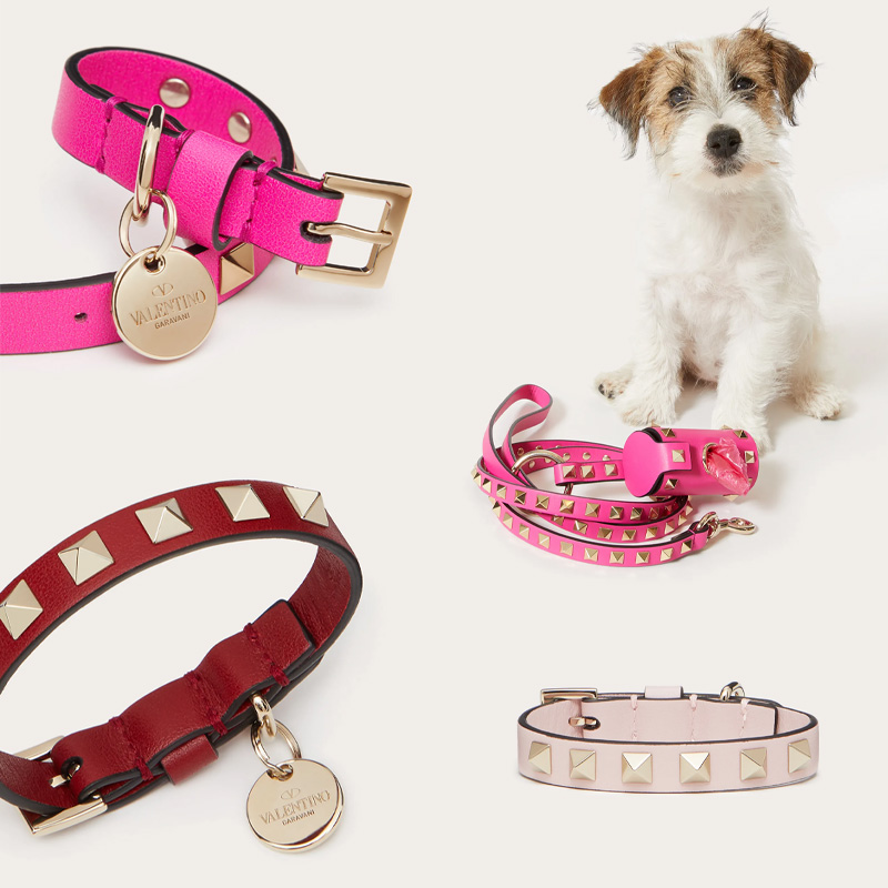 Fashion, สัตว์เลี้ยง, Pet Accessories, ไแเทมสำหรับสัตว์เลี้ยง, ปลอกคอ, สายจูง, กระเป๋า, ชามข้าว, เครื่องหนัง, เสื้อผ้าน้องหมา, เสื้อผ้าน้องแมว, สุนัข, หมา, แมว, แบรนด์เนม, Gucci, Versace, Prada, Louis Vuitton, Fendi, Valentino, Celine, Moschino, Off-White, Hermes