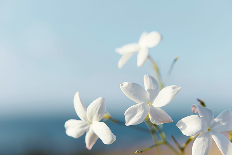 Beauty News, GUERLAIN, เกอร์แลง, THE ART OF HAPPINESS BY GUERLAIN, MAISON MATISSE, L’ART & LA MATIÈRE MAISON MATISSE EDITIONS, JASMIN BONHEUR, น้ำหอมใหม่, กลิ่นใหม่, คอลเลคชั่นใหม่, น้ำหอมชั้นสูง, คอลเลคชั่นพิเศษ, Limited Edition