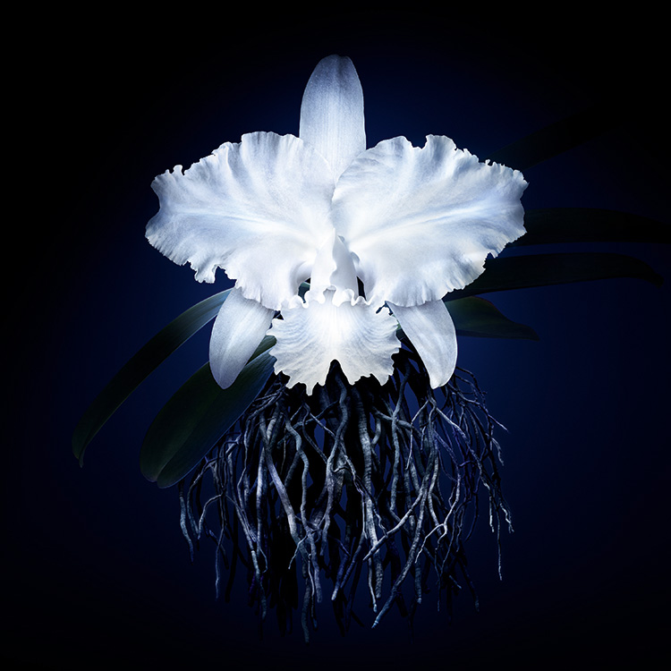 Beauty News, Guerlain, Orchidée Impériale Micro-Lift Concentrate, เซรั่ม, สูตรใหม่, เซรั่มเข้มข้น, ผิวยกกระชับ, ยืดอายุเซลล์ผิว, ศาสตร์แห่งกล้วยไม้, เกอร์แลง, LVMH