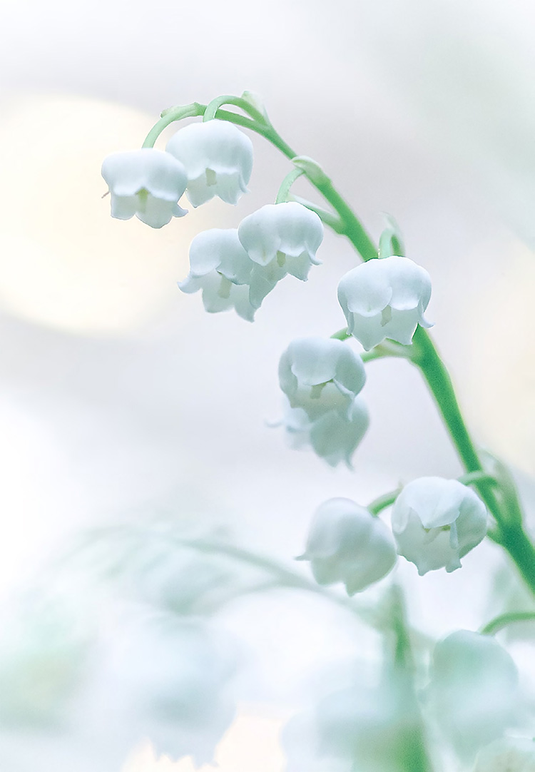 Beauty News, Guerlain,เกอร์แลง, Millésime Muguet 2023, มิลเลซีม มูเกต์ 2023, Lilly of the Valley, ดอกลิลลี-ออฟ-เธอะ-วัลเลย์, น้ำหอม, ออกใหม่, Limited Edition, มีจำนวนจำกัด, 5000 ขวดทั่วโลก
