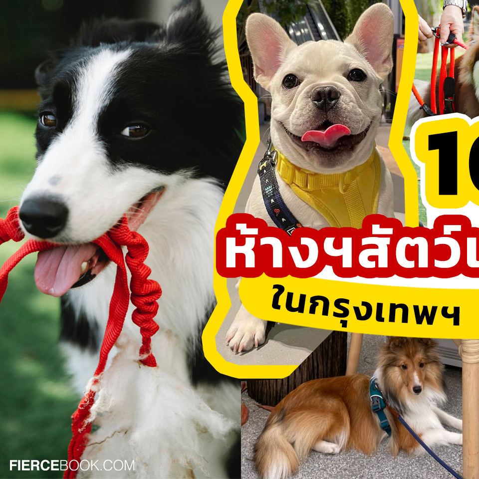 Lifestyle, สัตว์เลี้ยง, Pet, ห้างสรรพสินค้า, คอมมูนิตี้มอล, Pet-friendly, ช้อปปิ้ง, สัตว์เข้าได้, ต้อนรับสัตว์เลี้ยง, เดินห้าง, เดินเล่น, ที่เล่นสัตว์, หมา, แมว, สุนัข, เพื่อน, ลูก, น้อง