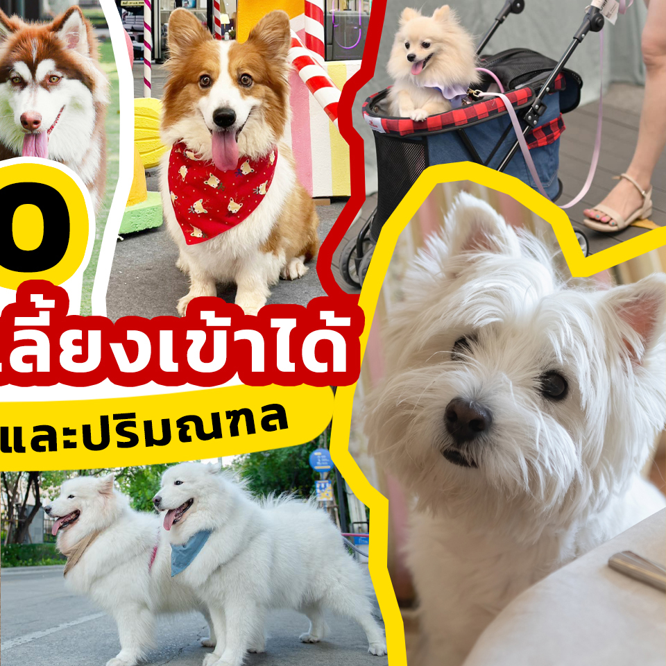 Lifestyle, สัตว์เลี้ยง, Pet, ห้างสรรพสินค้า, คอมมูนิตี้มอล, Pet-friendly, ช้อปปิ้ง, สัตว์เข้าได้, ต้อนรับสัตว์เลี้ยง, เดินห้าง, เดินเล่น, ที่เล่นสัตว์, หมา, แมว, สุนัข, เพื่อน, ลูก, น้อง