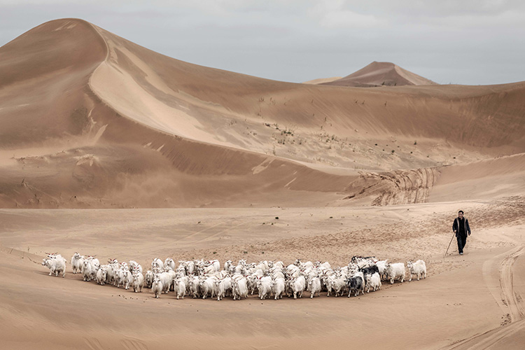 Fashion News, Loro Piana, แบรนด์สิ่งทอ, อิตาลี, ประวัติศาสตร์ยาวนาน, มรดก, ขนสัตว์, สิ่งแวดล้อม, ปกป้องสัตว์ป่า, วัตถุดิบล้ำค่า, การอนุรักษ์, เสื้อผ้าชั้นเลิศ, สิ่งทอ, แบรนด์หรู, วิคูญา, Vicuña, เปรู, Peru, โบลิเวีย, Bolivia, อาร์เจนตินา, Argentina, แคชเมียร์, Cashmere, เบบี้แคชเมียร์, Baby Cashmere, จีน, มองโกเลีย, Mongolia, ขนแกะเมอริโน, Merino, ออสเตรเลีย, Australia, นิวซีแลนด์, New Zealand, Lotus Flower, บัว, เมียนมาร์, Myanmar